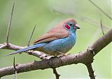 Red-cheeked Cordonbleuborder=